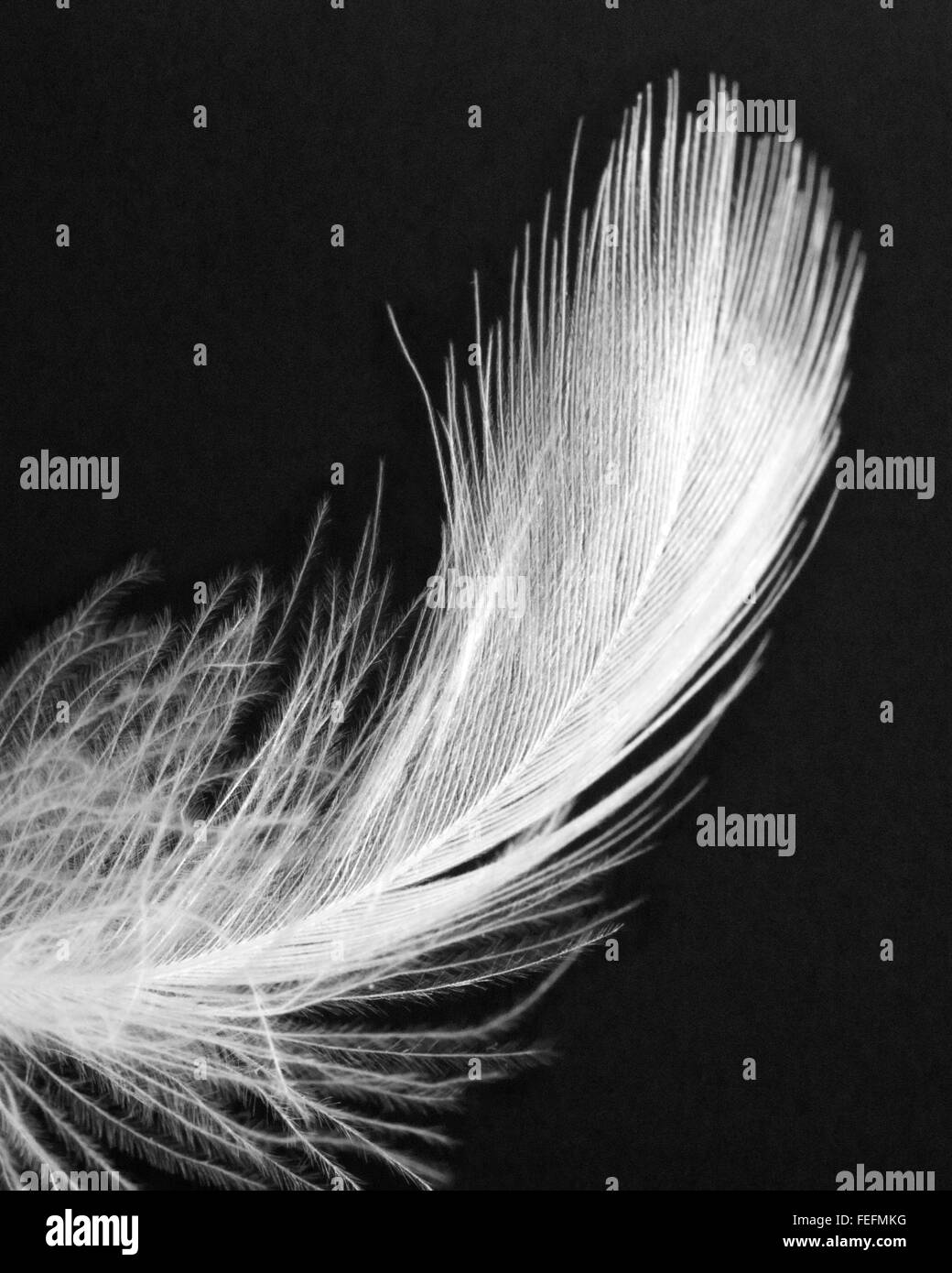 Schwarzen & weißen Nahaufnahme von weißen Gänsedaunen Feder in der Luft schweben Stockfoto