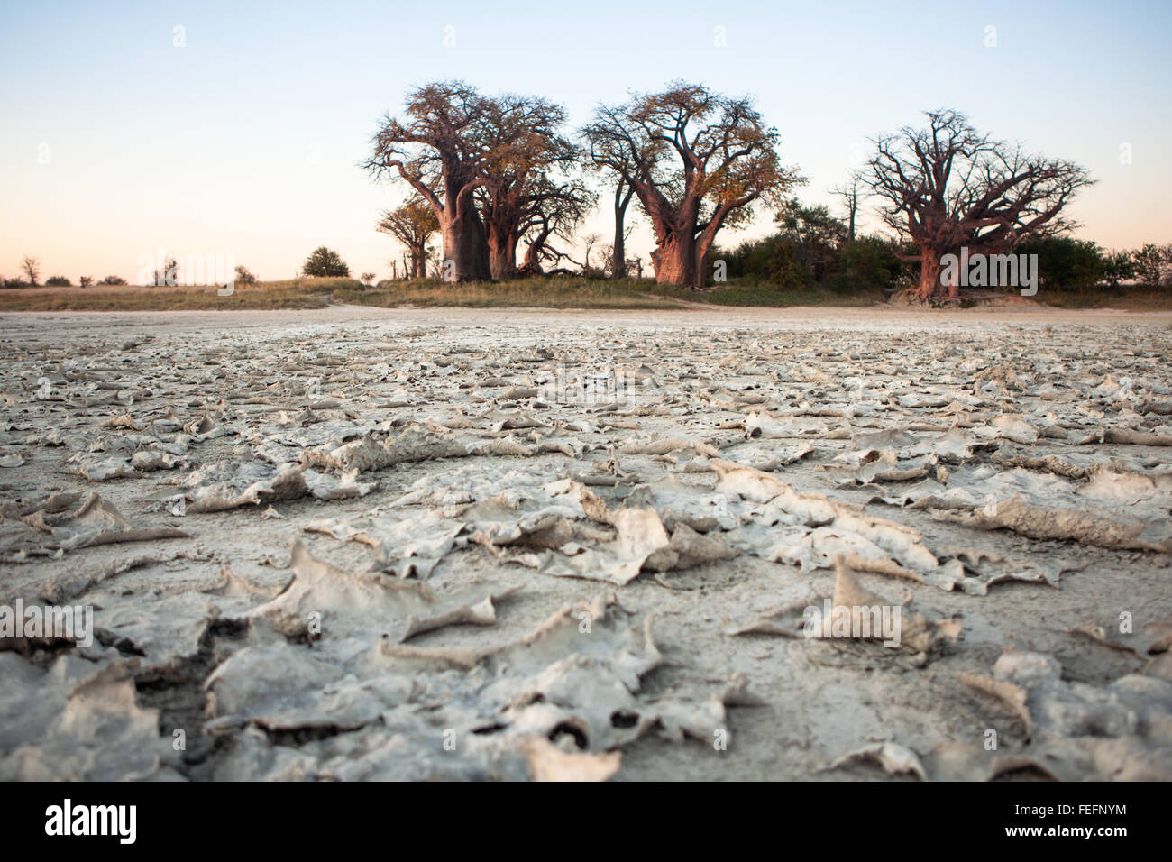 Baines Baobabs in Botswana Stockfoto