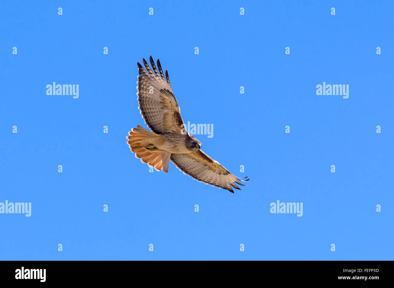 Rot - angebundener Falke Stockfoto