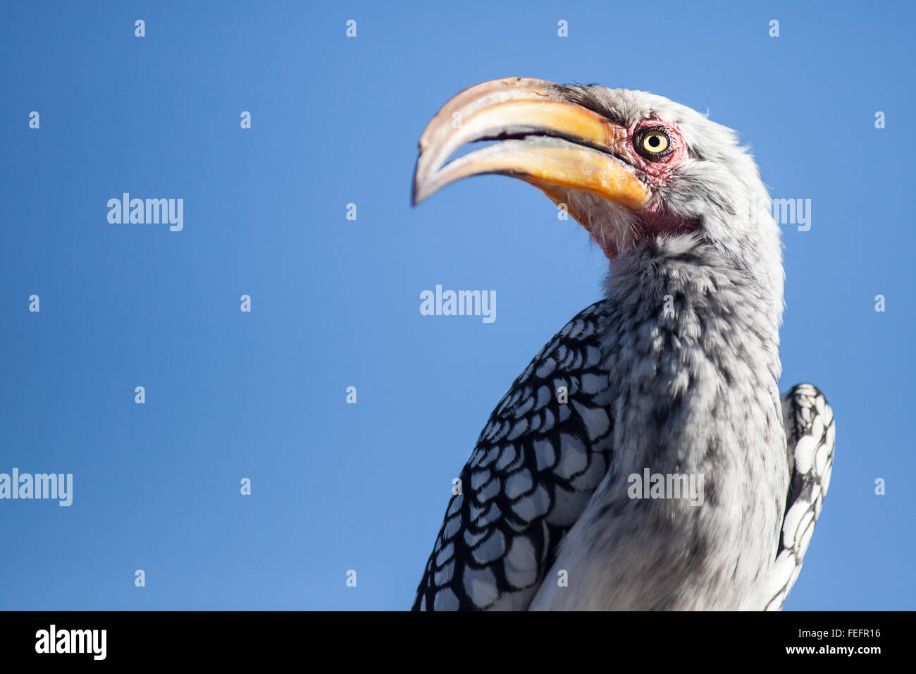 Gelbe abgerechneten Horn Rechnung Stockfoto