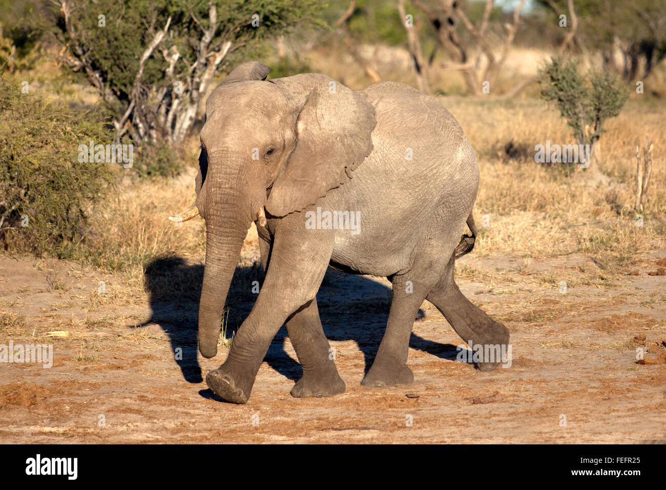 Elefanten an einer Wasserstelle Stockfoto