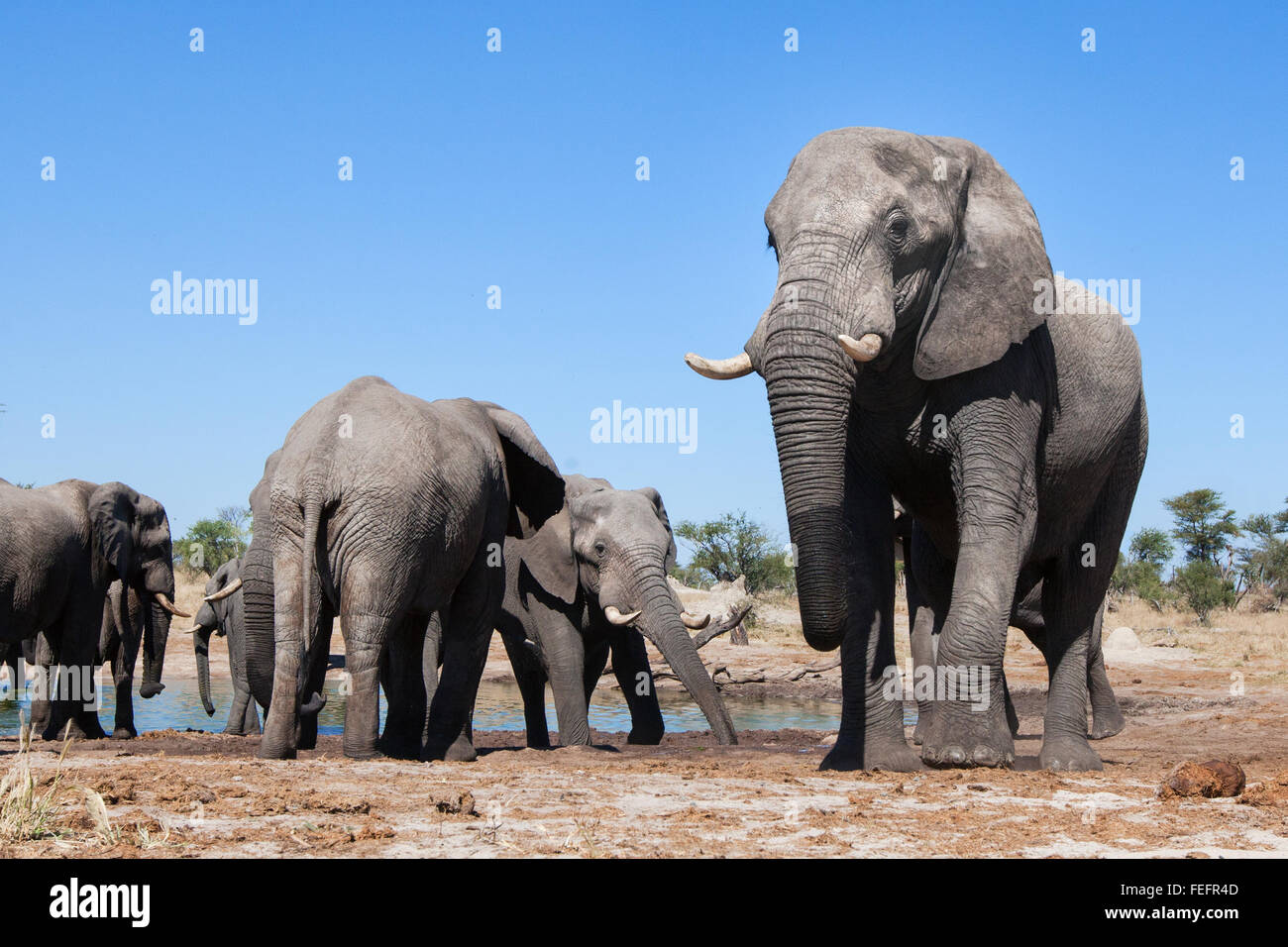 Elefanten an einer Wasserstelle Stockfoto