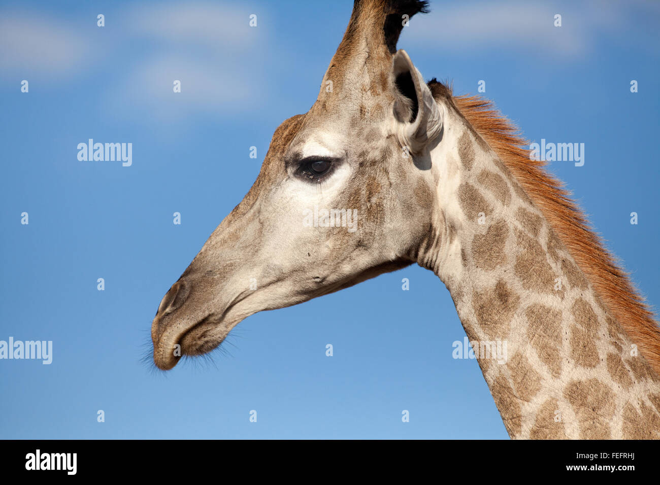 Giraffe Kopf Stockfoto