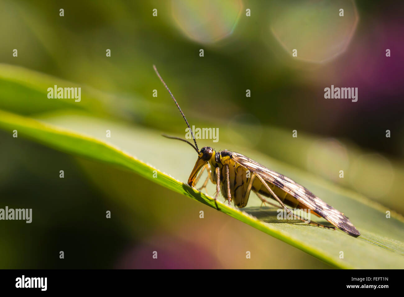 Panorpa Communis, gemeinsame Scorpionfly, seine Flügel in der Sonne nach dem Regen trocknen. Wassertropfen sind noch sichtbar n die Hinterg Stockfoto