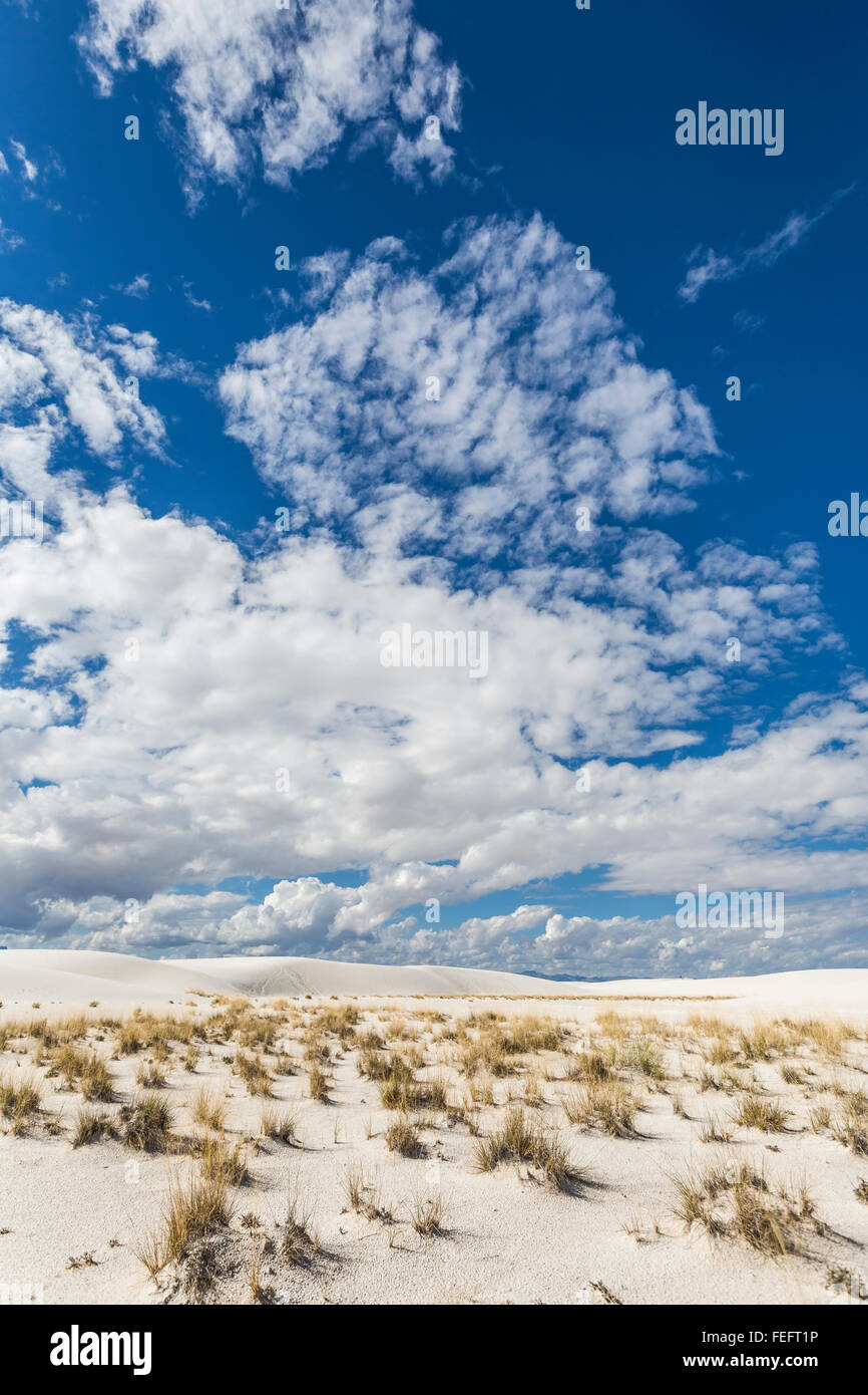 Pflanzen, die Pionierarbeit der Gips Dünen in White Sands National Monument in Tularosa Basin von New Mexico, USA Stockfoto