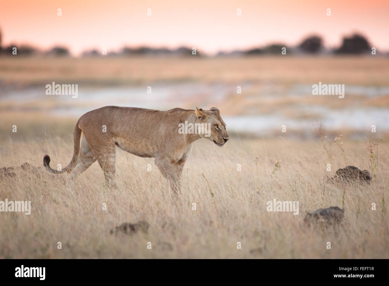 Löwin im offenen Buschland Stockfoto
