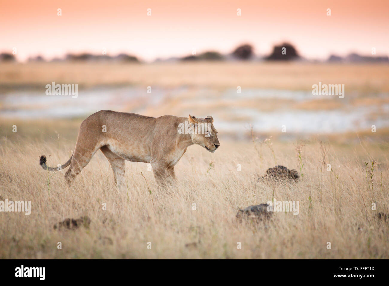 Löwin im offenen Buschland Stockfoto