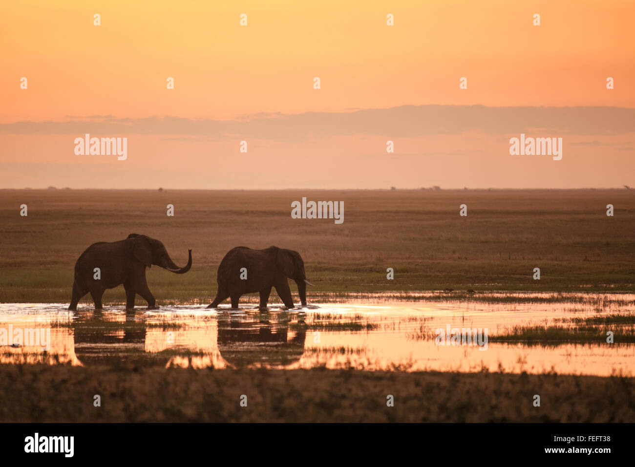 Zwei Elefanten im Sonnenuntergang Stockfoto