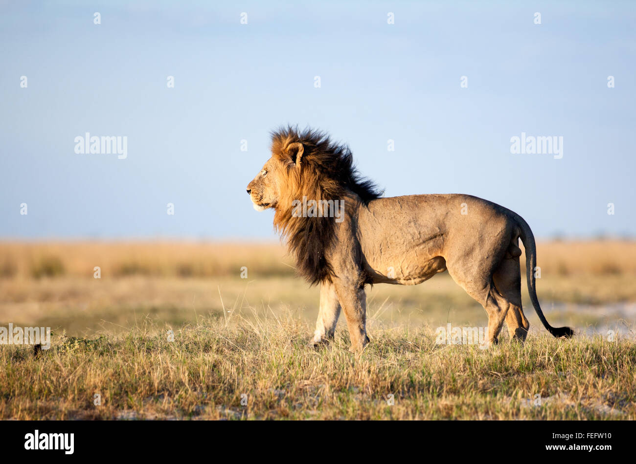 African Lion in die Buschfeld Stockfoto