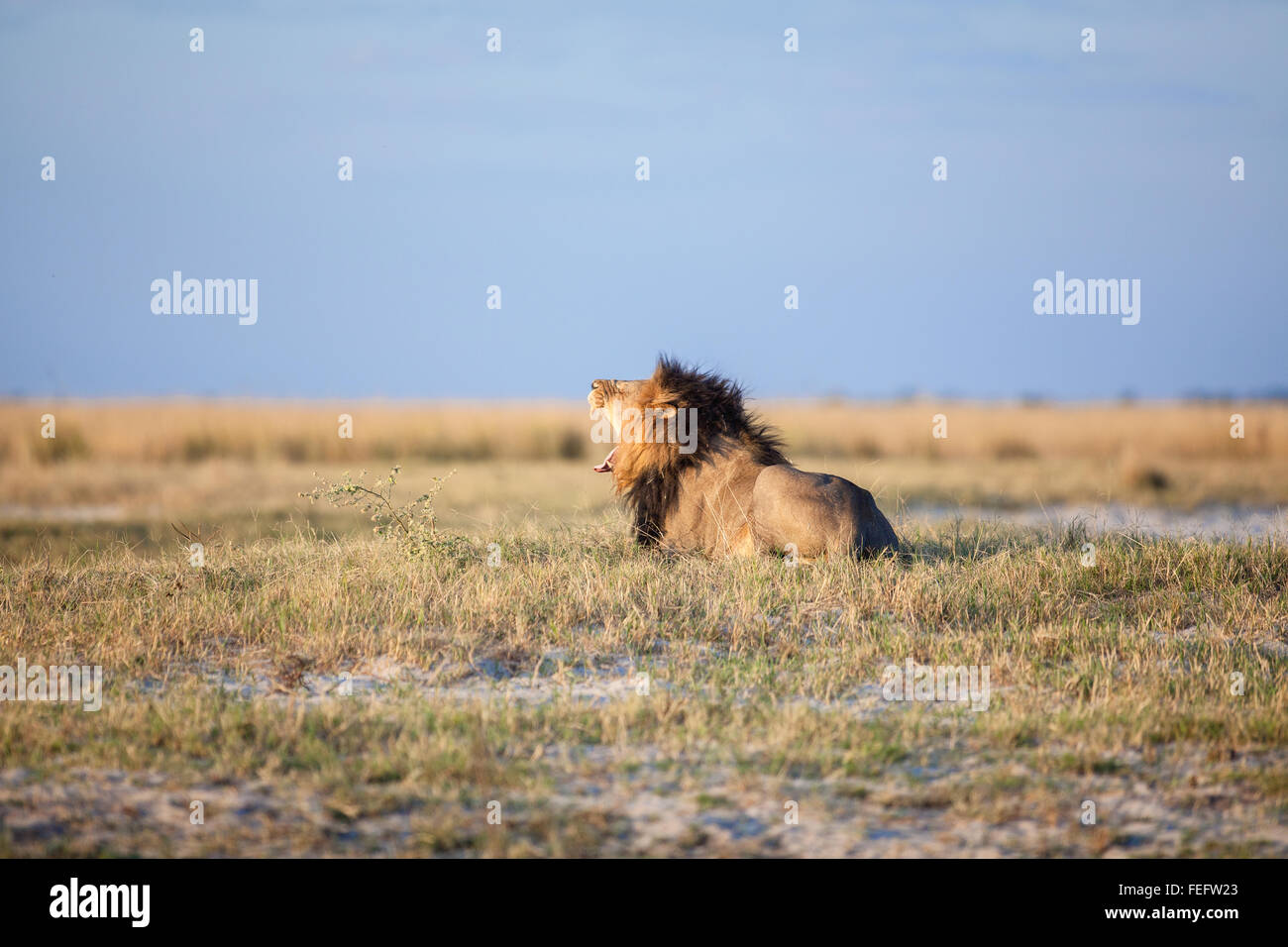 African Lion in die Buschfeld Stockfoto