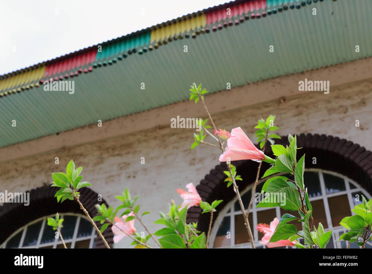 Halb geschlossen rosa Hibiskus Blumen unter stürmischen Himmel außen Gebriel Bete-St.Gabriel orthodoxen christlichen Kirche-Kombolcha-Äthiopien. Stockfoto