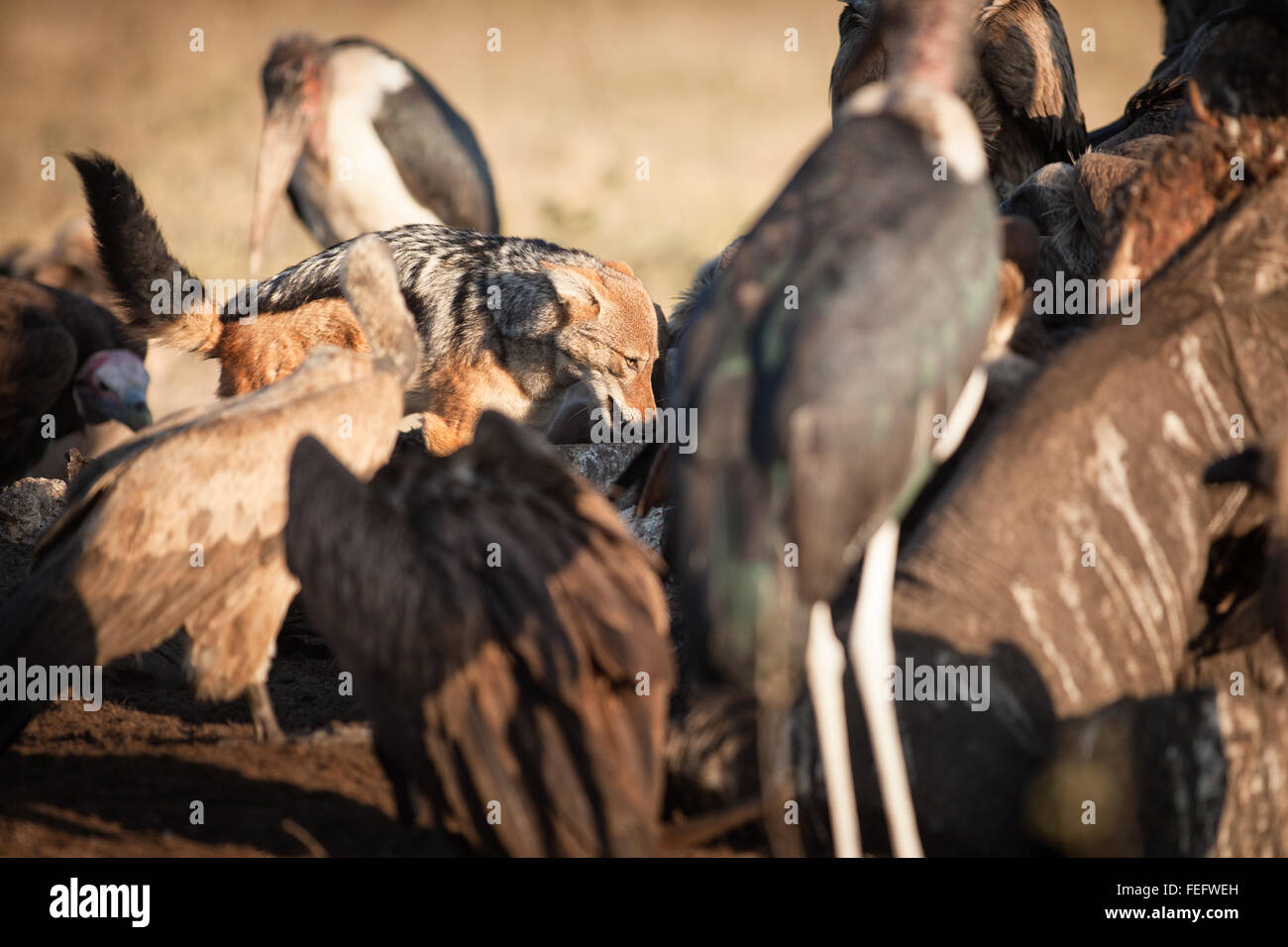 Ein schwarzer Schakal gesichert Stockfoto