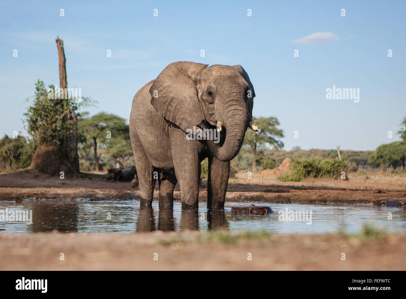 Elefanten an einer Wasserstelle Stockfoto