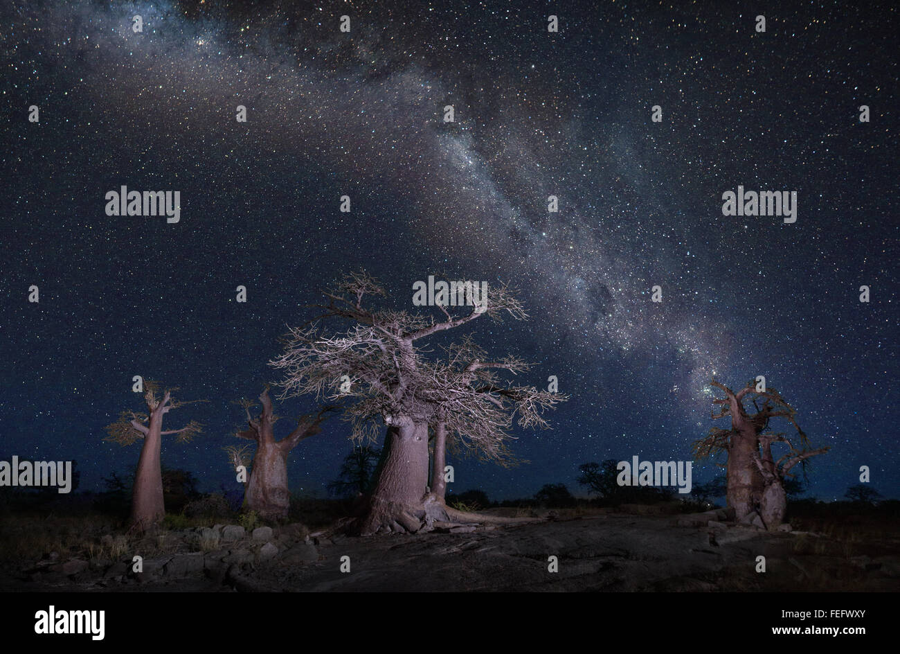 Baines Baobabs in Botswana Stockfoto