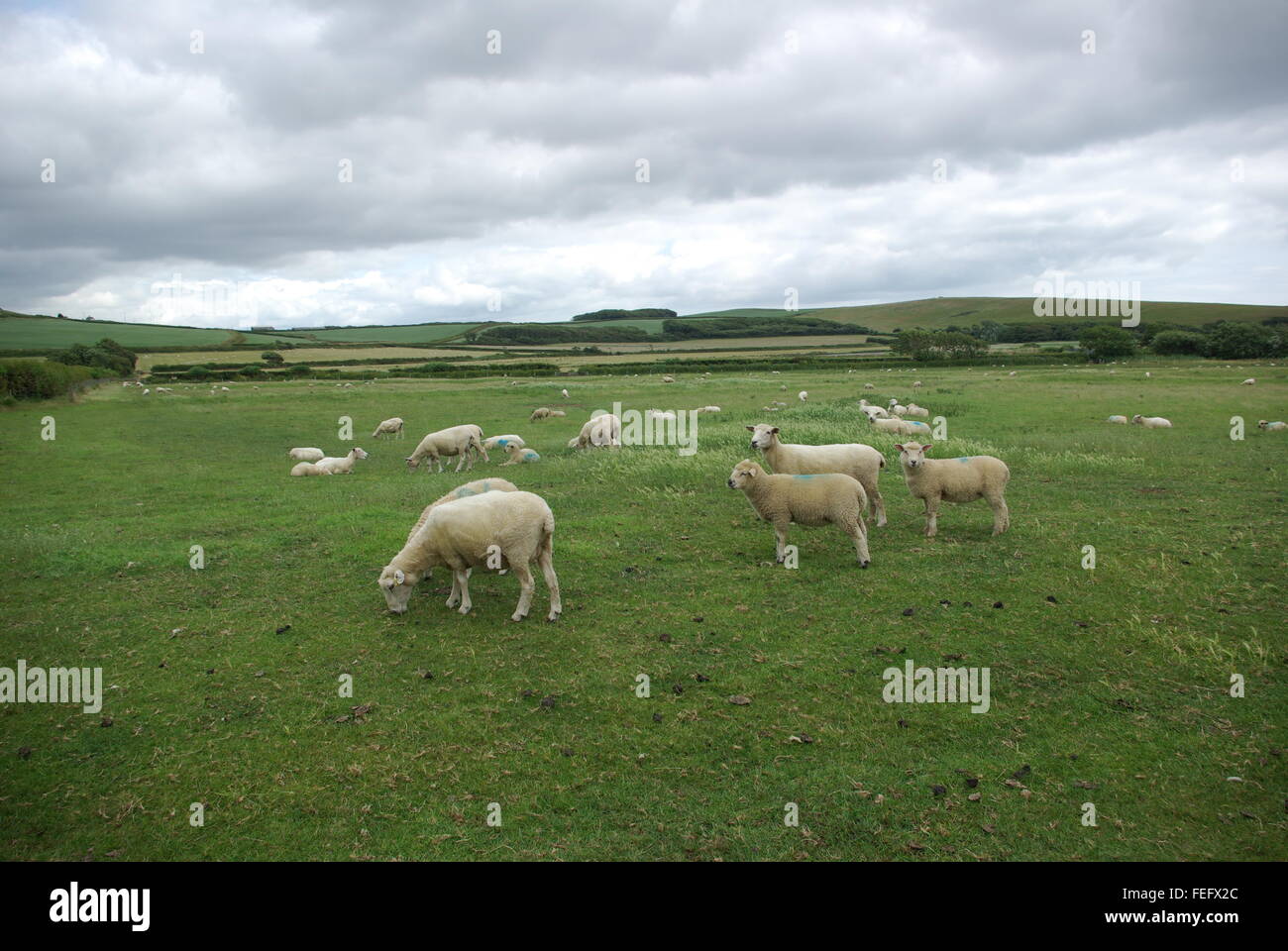 Schafe weiden Stockfoto