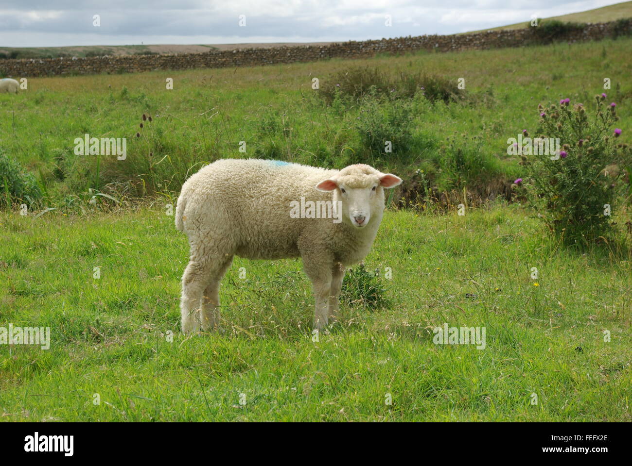 Starren Schafe Stockfoto