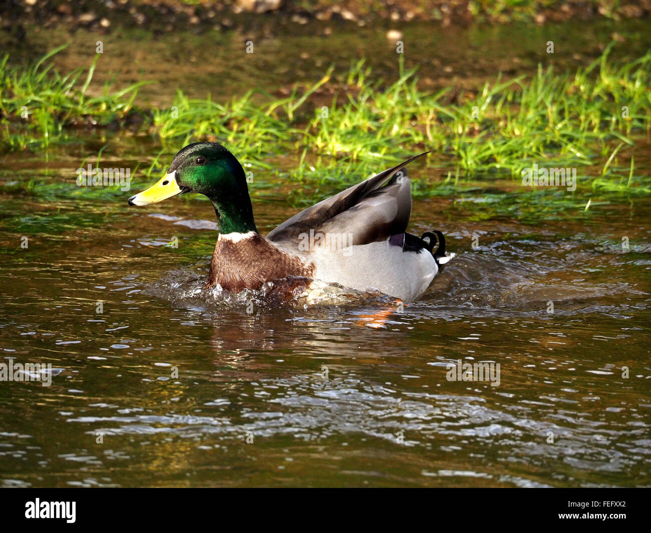 Drake Stockente (Anas Platyrhynchos) planschen im flachen Wasser, wie es seine Federn in Frühlingssonne preens Stockfoto