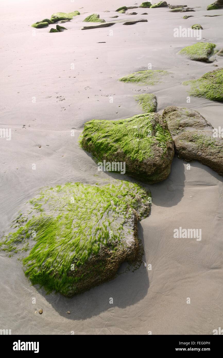 Coquine Felsen bedeckt mit Algen am Strand, Flagler County, Florida Stockfoto