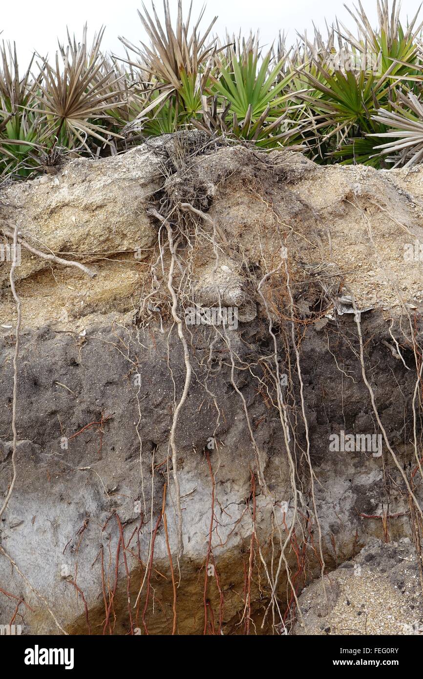 Palmetto Wurzeln tief in den Sand ausgesetzt durch die Brandung am Strand Flagler County, Florida Stockfoto
