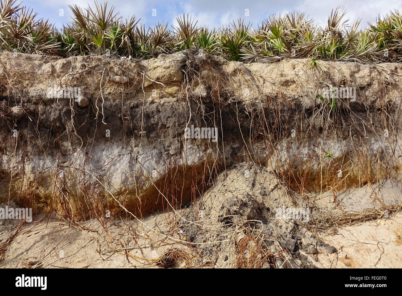 Palmetto Wurzeln tief in den Sand ausgesetzt durch die Brandung am Strand Flagler County, Florida Stockfoto