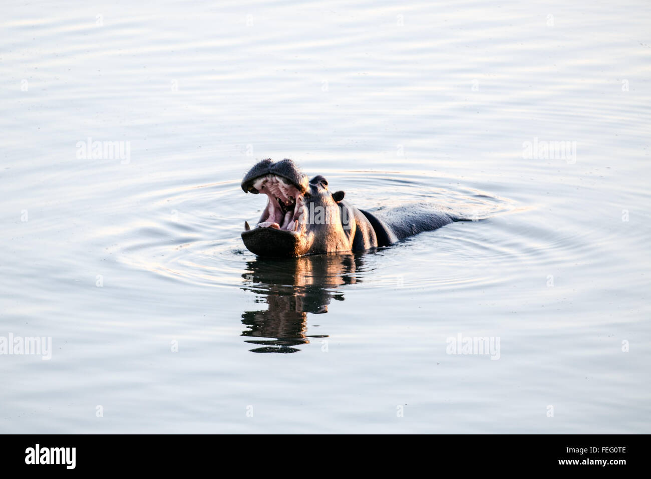 Nilpferd in einem Teich Stockfoto