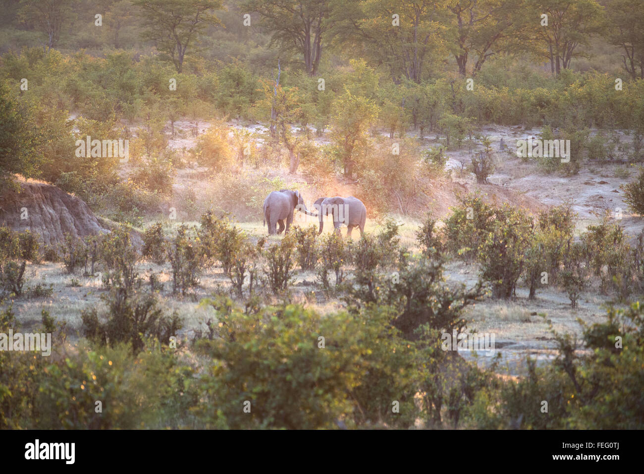 Elefanten kämpfen im letzten Licht des Tages. Stockfoto
