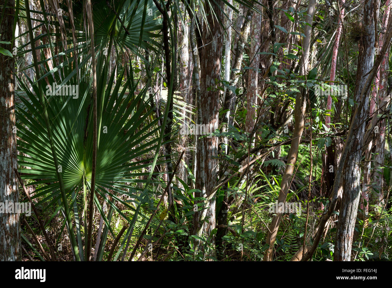 Sägepalme und tropischer Vegetation auf einer südlichen Florida Cypress Kuppel. Stockfoto
