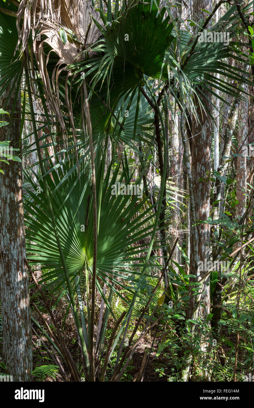 Sägepalme und tropischer Vegetation auf einer südlichen Florida Cypress Kuppel. Stockfoto