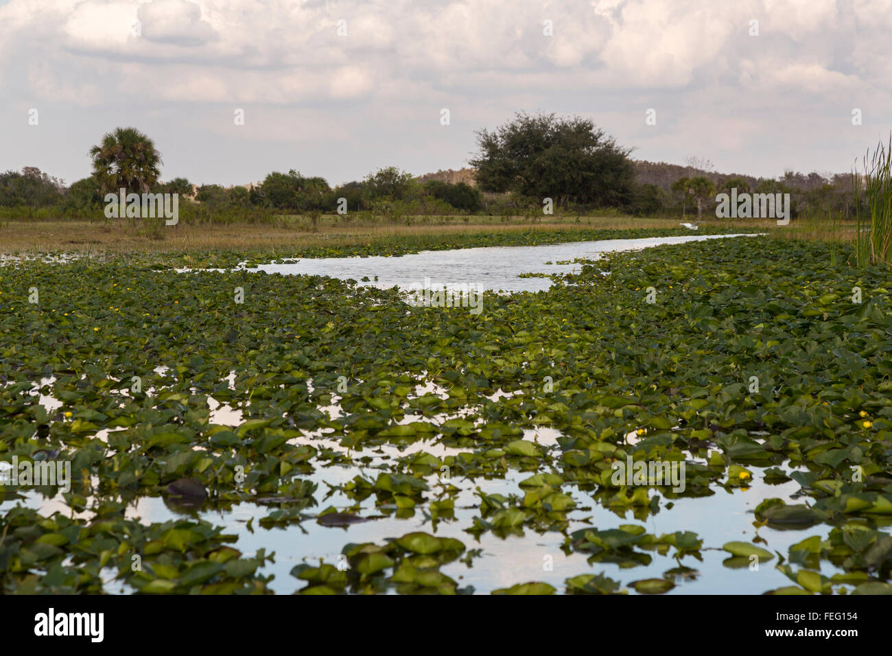 Sumpf, Cypress Kuppel in der Ferne, Clewiston, Florida. Stockfoto