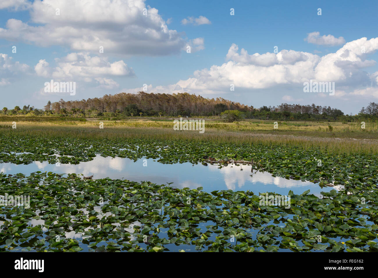 Feuchtgebiete, Cypress Kuppel in der Ferne, Clewiston, Florida. Stockfoto