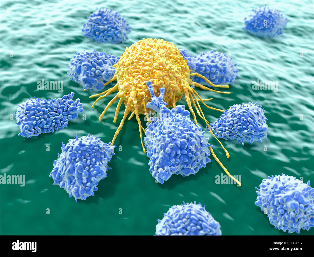 Illustration von Lymphozyten eine Krebszelle angreifen. Natürliche Killerzellen sind eine Art von Lymphozyten, die Krebszellen zerstört Stockfoto