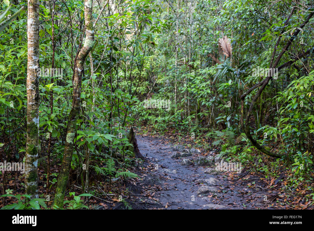 Wanderweg durch die Vegetation in einer tropischen Hartholz Hängematte Gemeinschaft, Süd-Florida. Stockfoto