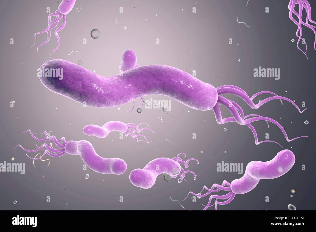 Helicobacter Pylori Bakterium, Computer Bild. H. Pylori ist ein gramnegatives bewegliche Bakterium, das zugeordnet ist Stockfoto