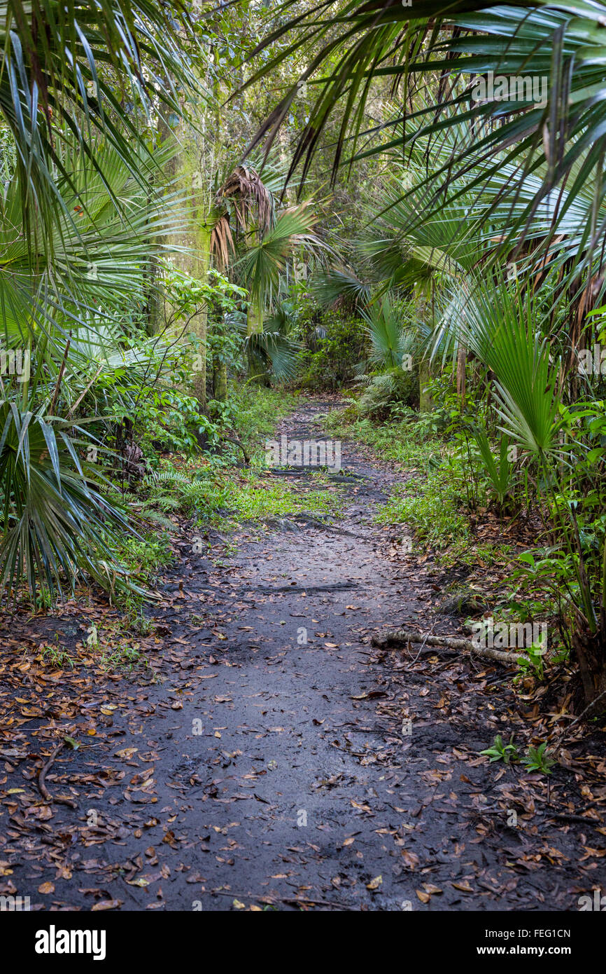 Wanderweg durch die Vegetation in einer tropischen Hartholz Hängematte Gemeinschaft, Süd-Florida. Stockfoto