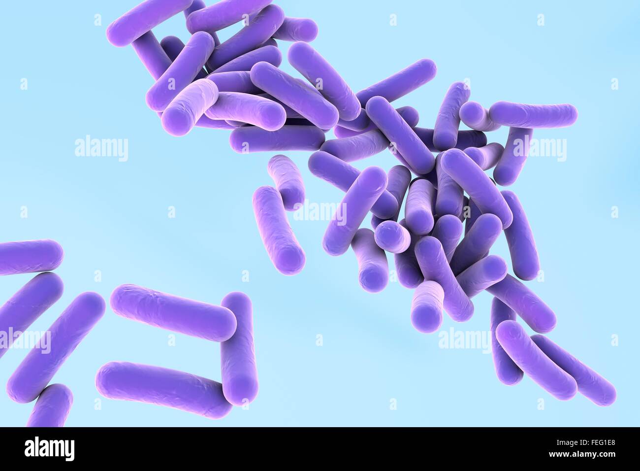 Pseudomonas Aeruginosa Bakterien, Computer Bild. P. Aeruginosa ist ein gramnegatives Bakterium, wodurch mehrere Stockfoto