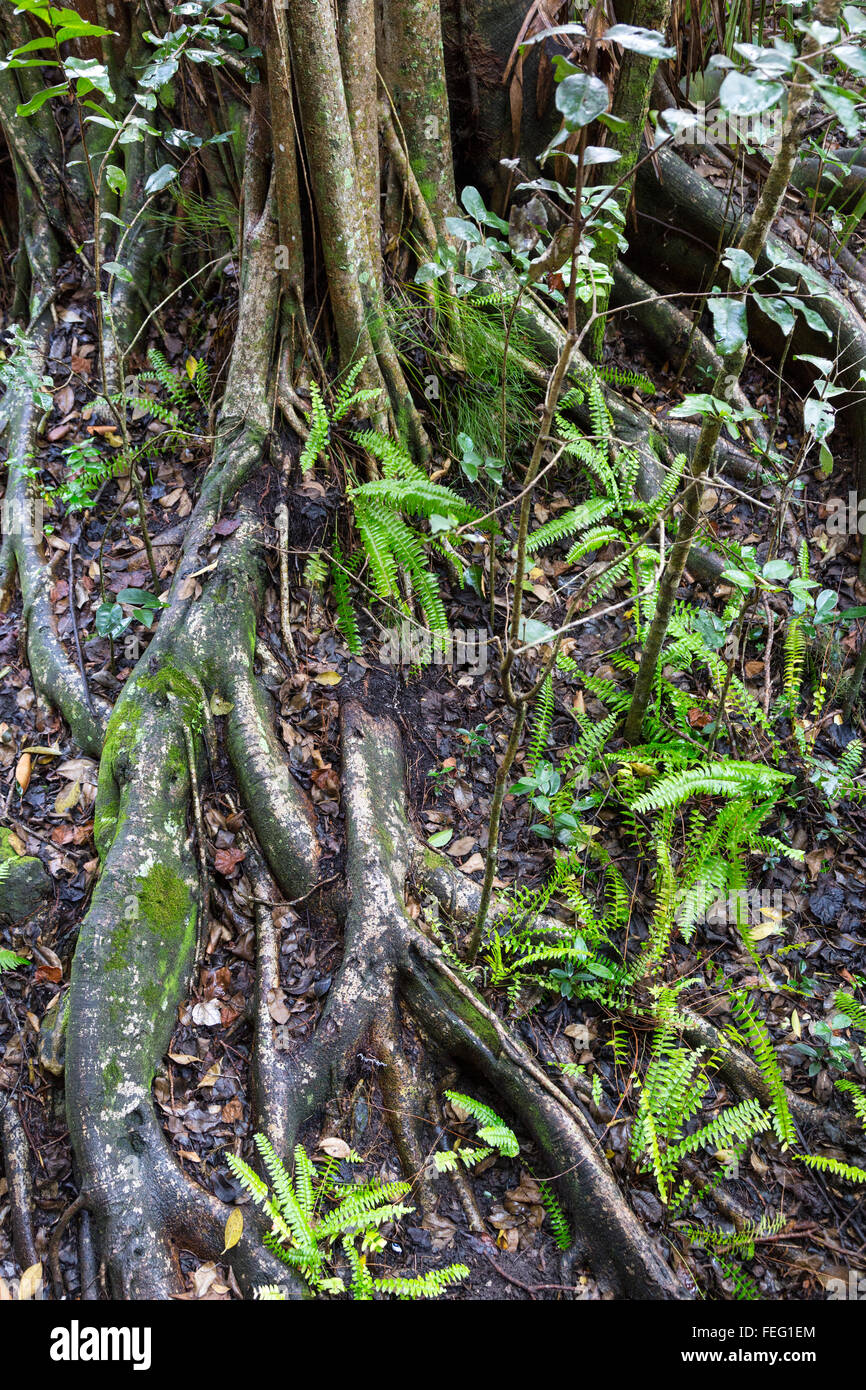 Ficus Wurzeln, Hartholz Hängematte Gemeinschaft, Süd-Florida. Stockfoto