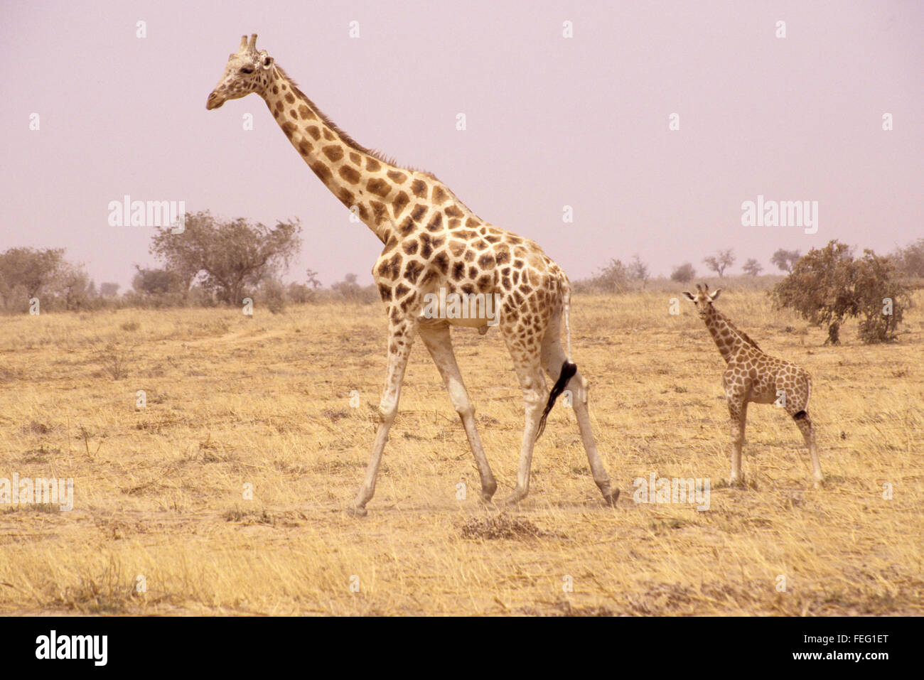 Niger, Westafrika.  Mutter und junge Giraffe.  Farben mischen in halbtrockenen Sahel-Landschaft, bietet natürliche Tarnung. Stockfoto