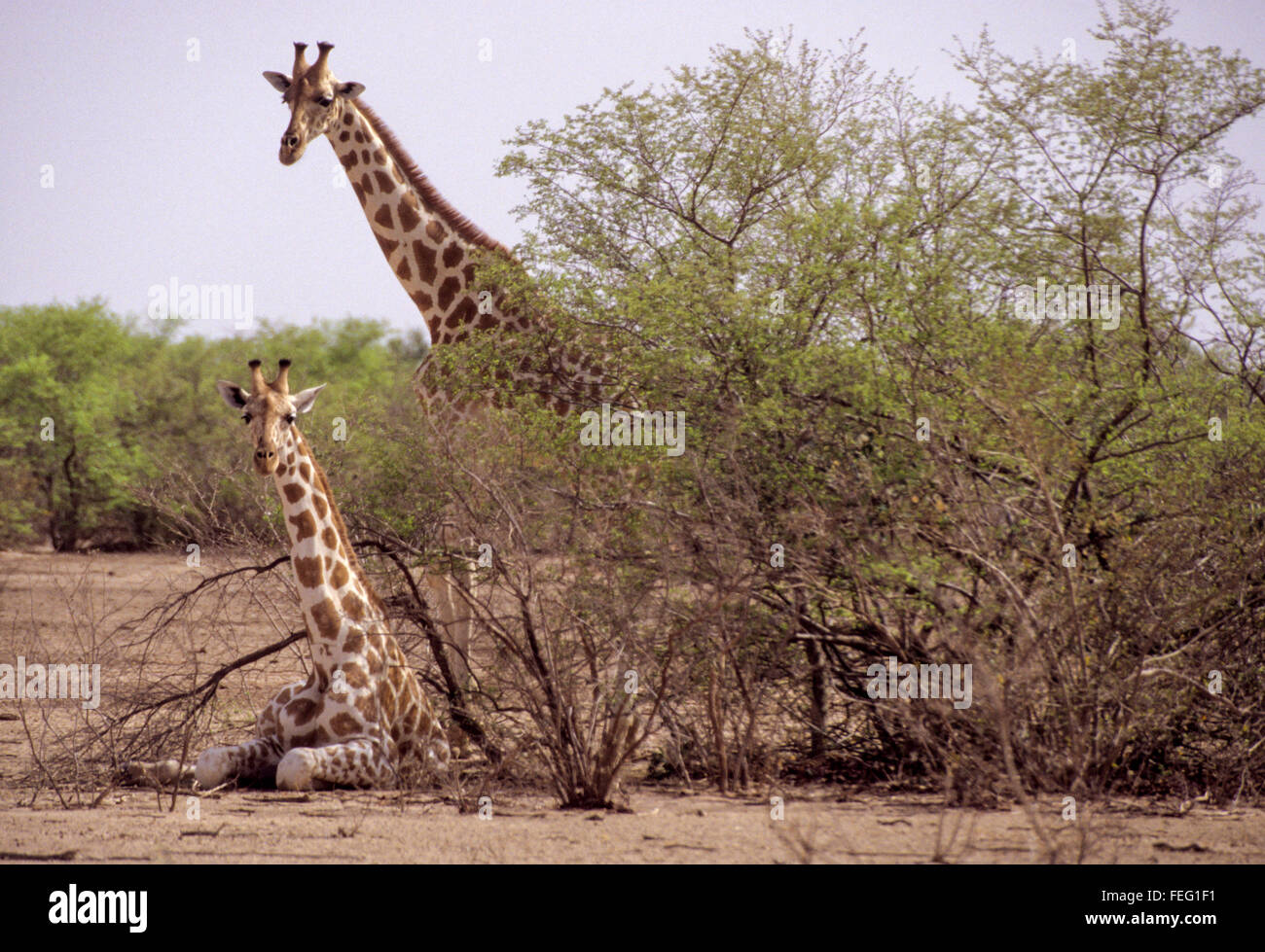 Niger, Westafrika.  Giraffe ruhen während einer anderen Uhr hält. Stockfoto