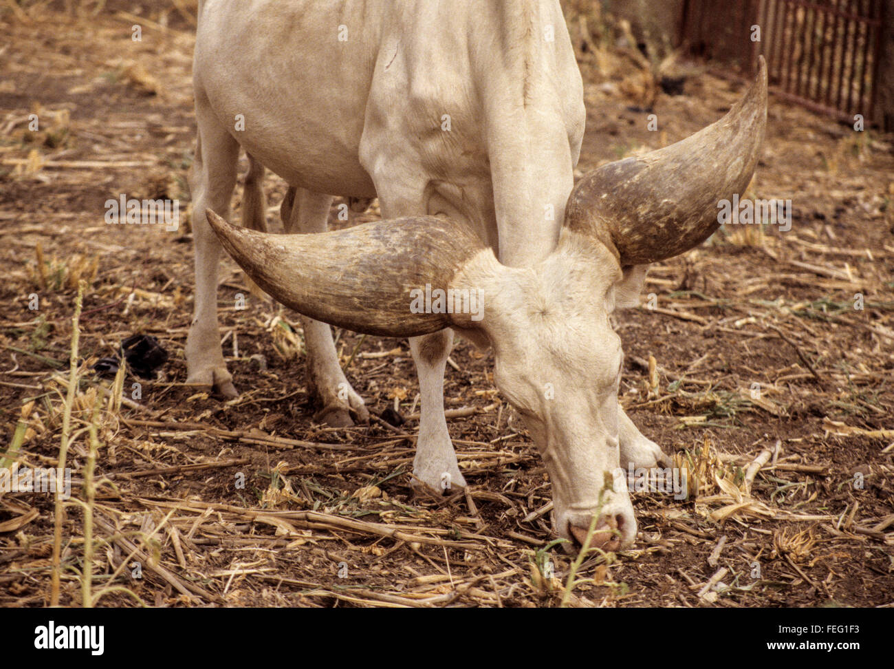 Niger, Niamey.  See Tschad Kuh, Kuri Rasse abstammen von Bos Taurus Longifrons. Stockfoto