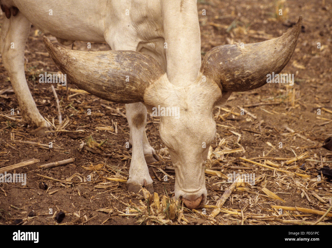 Niger, Niamey.  See Tschad Kuh, Kuri Rasse abstammen von Bos Taurus Longifrons. Stockfoto