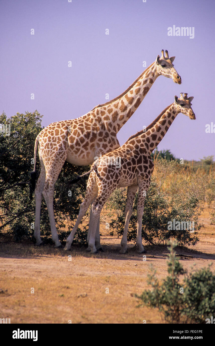 Niger, Westafrika.  Erwachsene und junge Giraffe zusammenstehen. Stockfoto