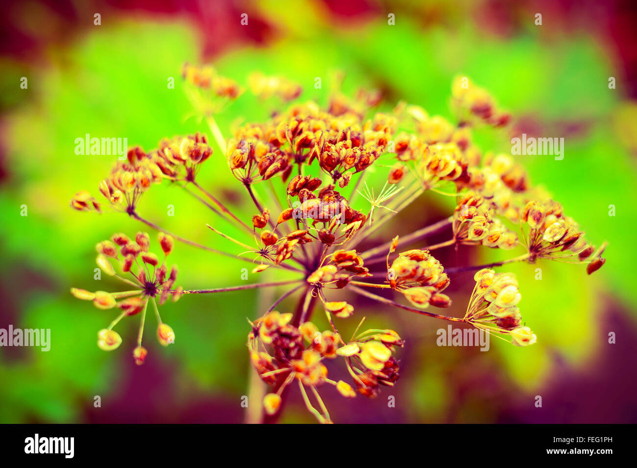 Trockene Samen Kopf der Kuh Pastinake, Heracleum Lanatum Blume am Ende des Sommers in Sitka, Alaska, USA. Stockfoto