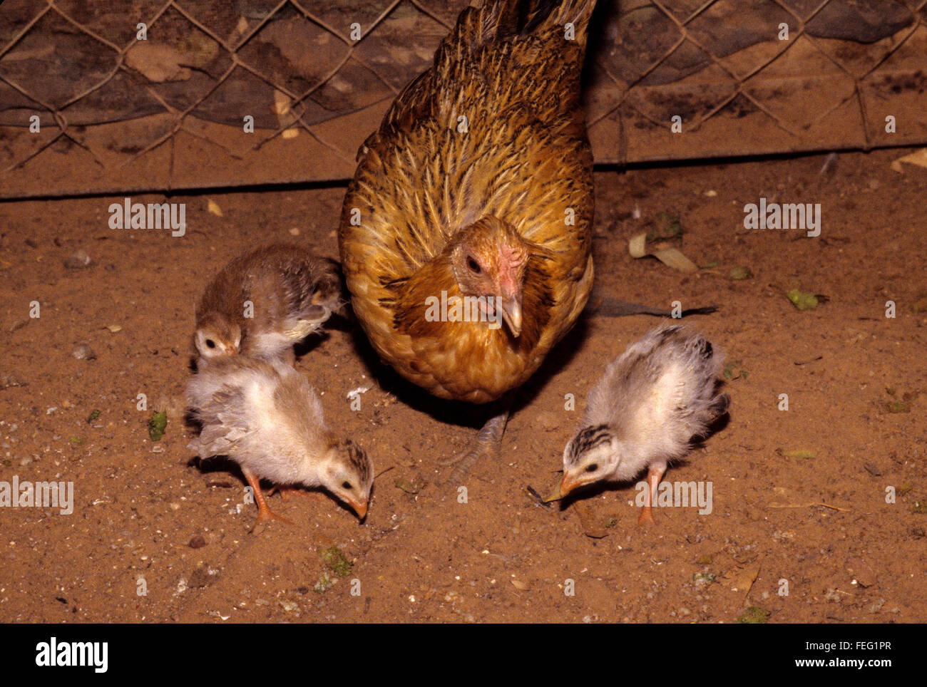 Leihmutterschaft.  Eine Glucke Huhn und ihr Perlhuhn Jugendliche, 2-3 Wochen alt. Stockfoto