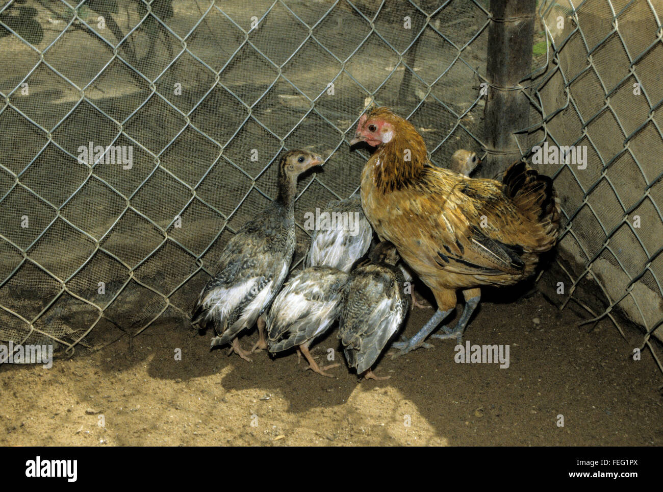 Leihmutterschaft.  Eine Glucke Huhn und ihrem schnell wachsenden Perlhuhn Jugendlichen, im Alter von acht Wochen. Stockfoto