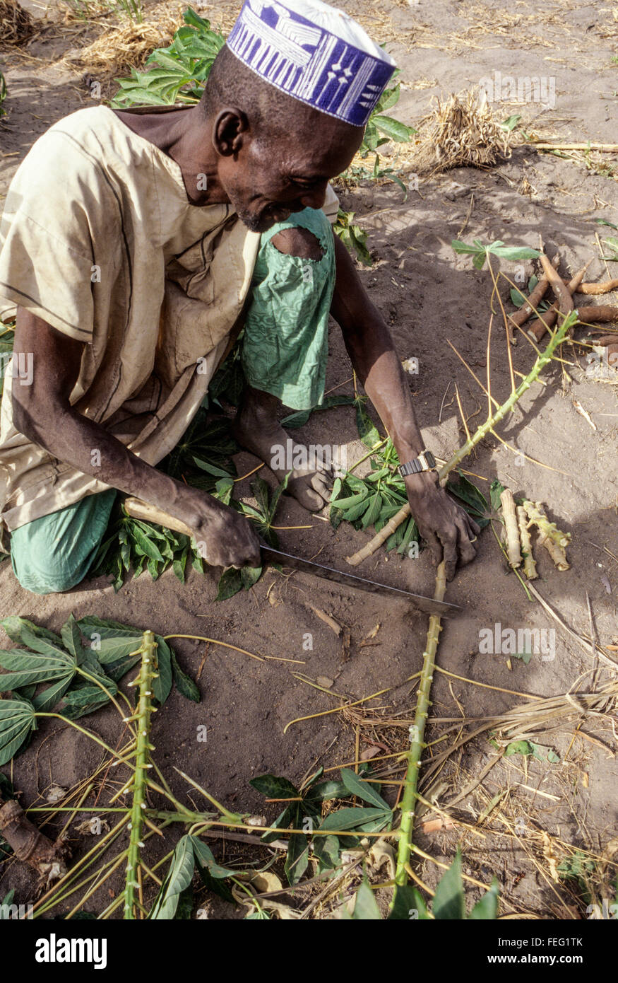 Niger, Falmeye, West-Afrika.  Landwirt Maniok Stecklinge für die Bepflanzung machen. Stockfoto