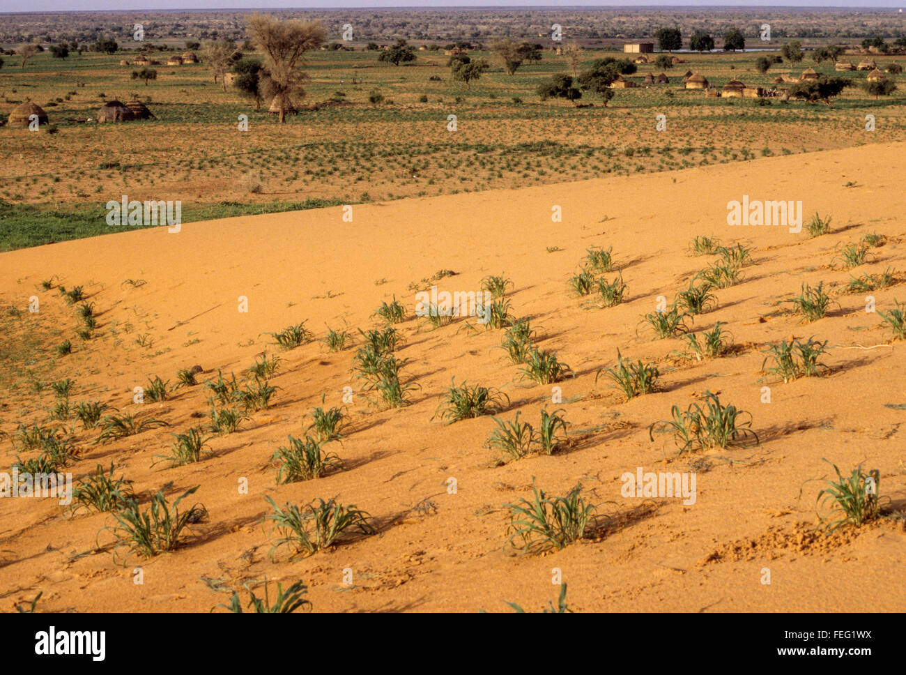 Niger, Westafrika.  Young Hirse sprießen durch den sandigen Boden, in der Nähe von Niamey. Stockfoto