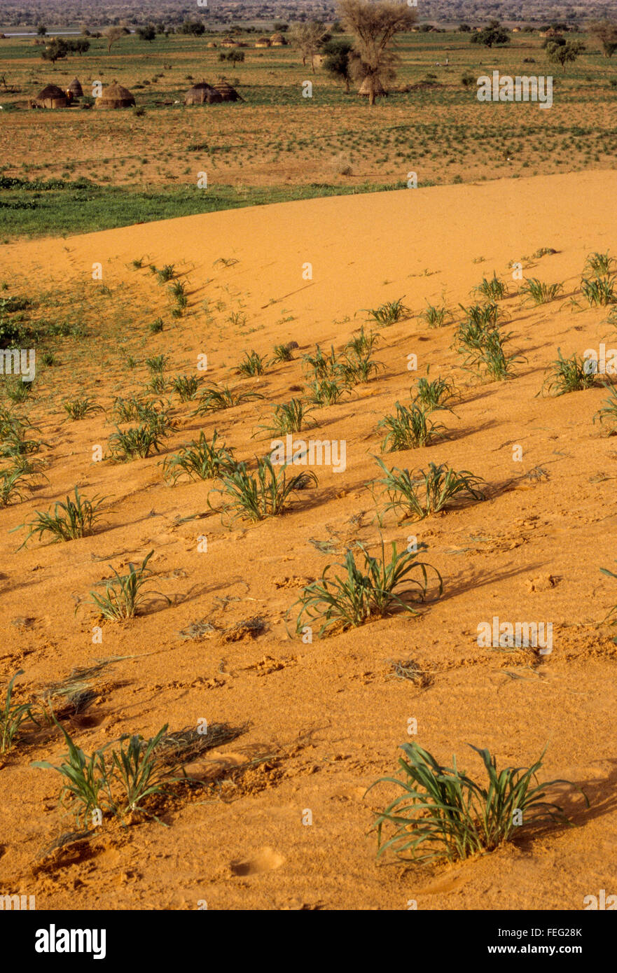 Niger, Westafrika.  Young Hirse sprießen durch den sandigen Boden, in der Nähe von Niamey. Stockfoto