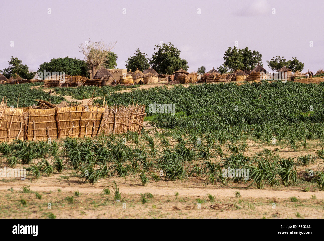 Niger, Westafrika.  Dorf am Hang und Hirse-Feld in der Nähe von Maradi. Stockfoto