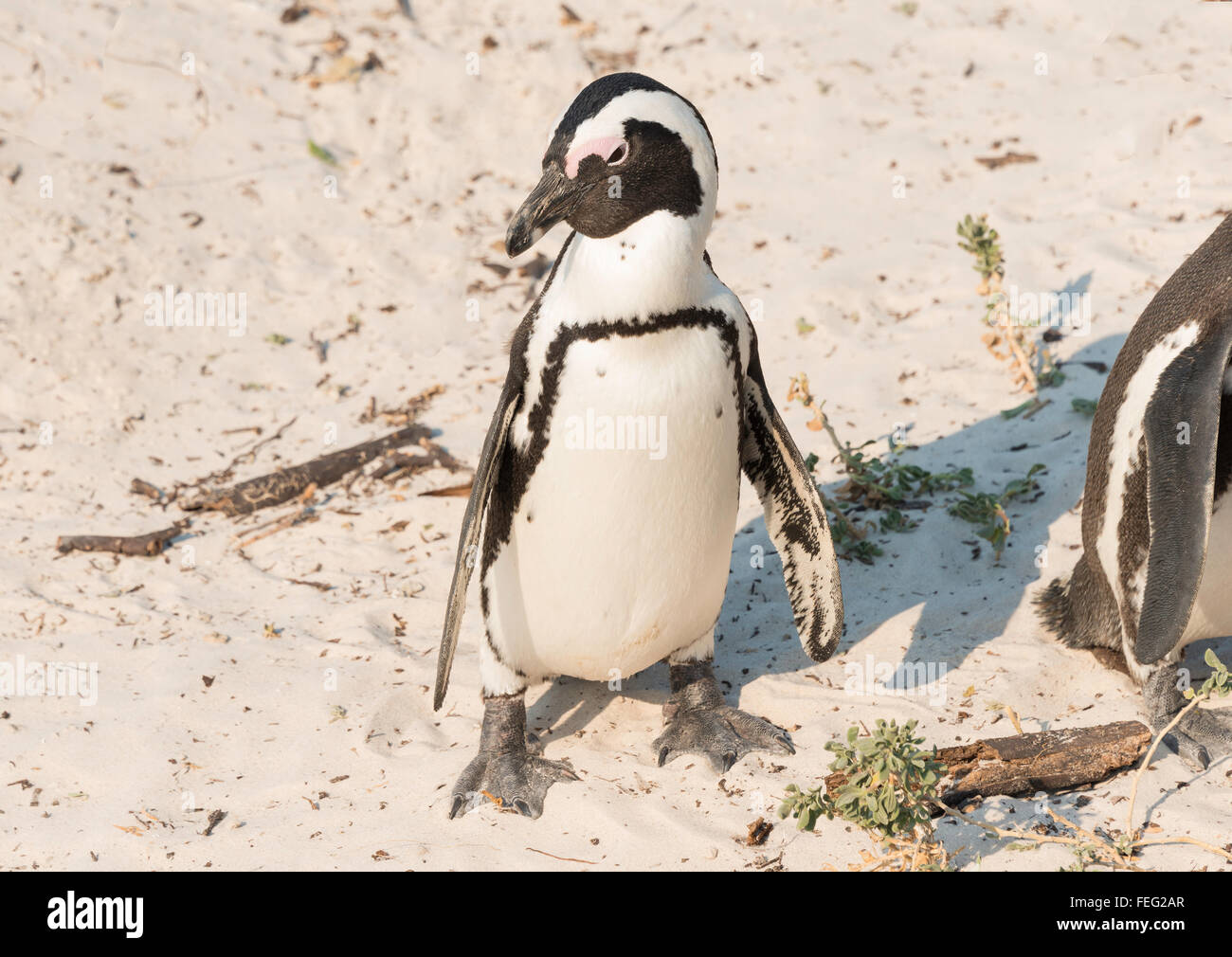 Afrikanische Pinguin am Boulders Beach, Simons Town, Kap-Halbinsel, Kapstadt Gemeinde, Western Cape, Südafrika Stockfoto