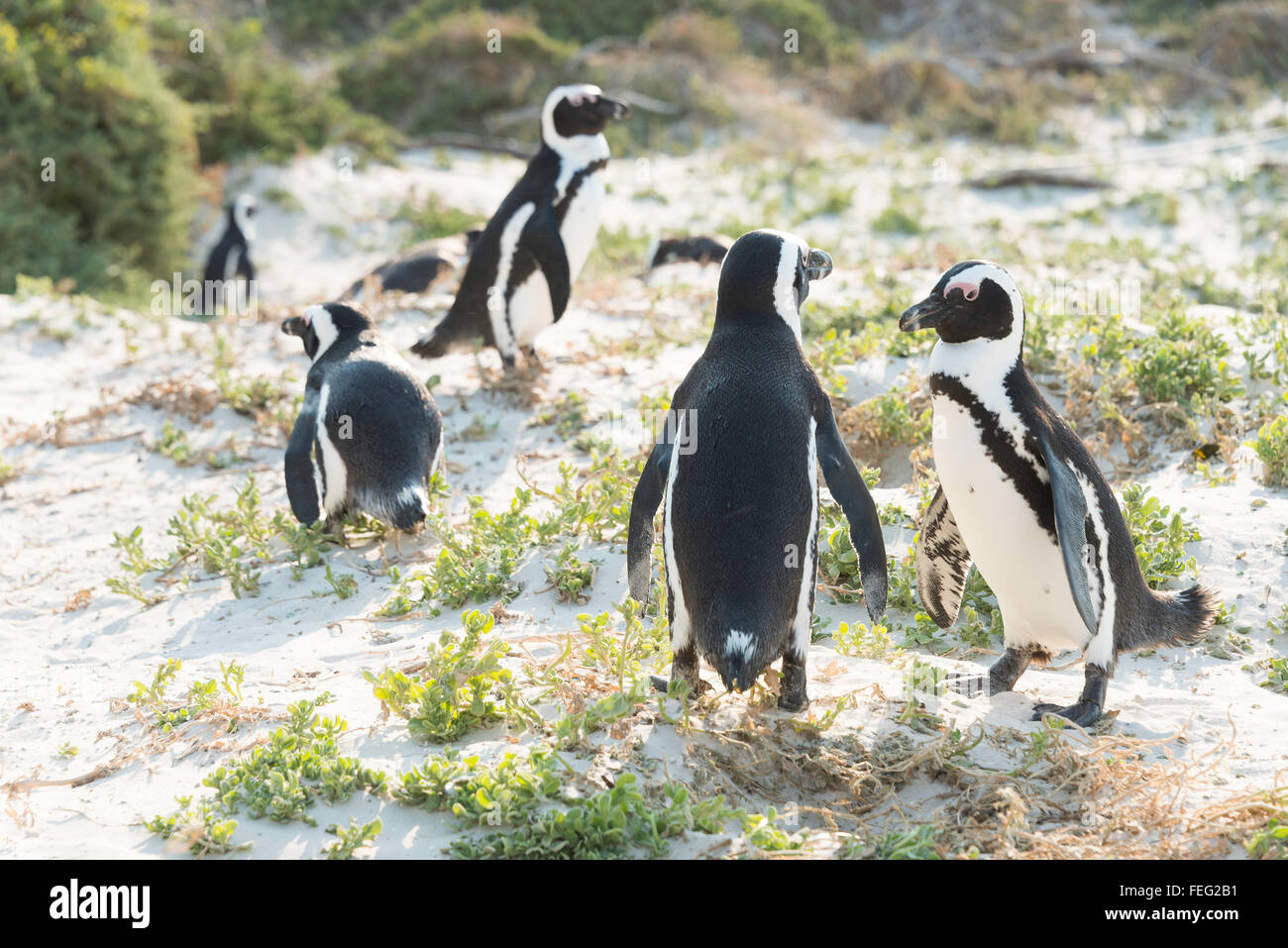 Afrikanische Pinguine am Boulders Beach, Simons Town, Kap-Halbinsel, Kapstadt Gemeinde, Western Cape, Südafrika Stockfoto